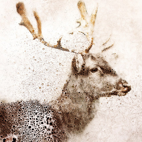 Morning Dew Stag