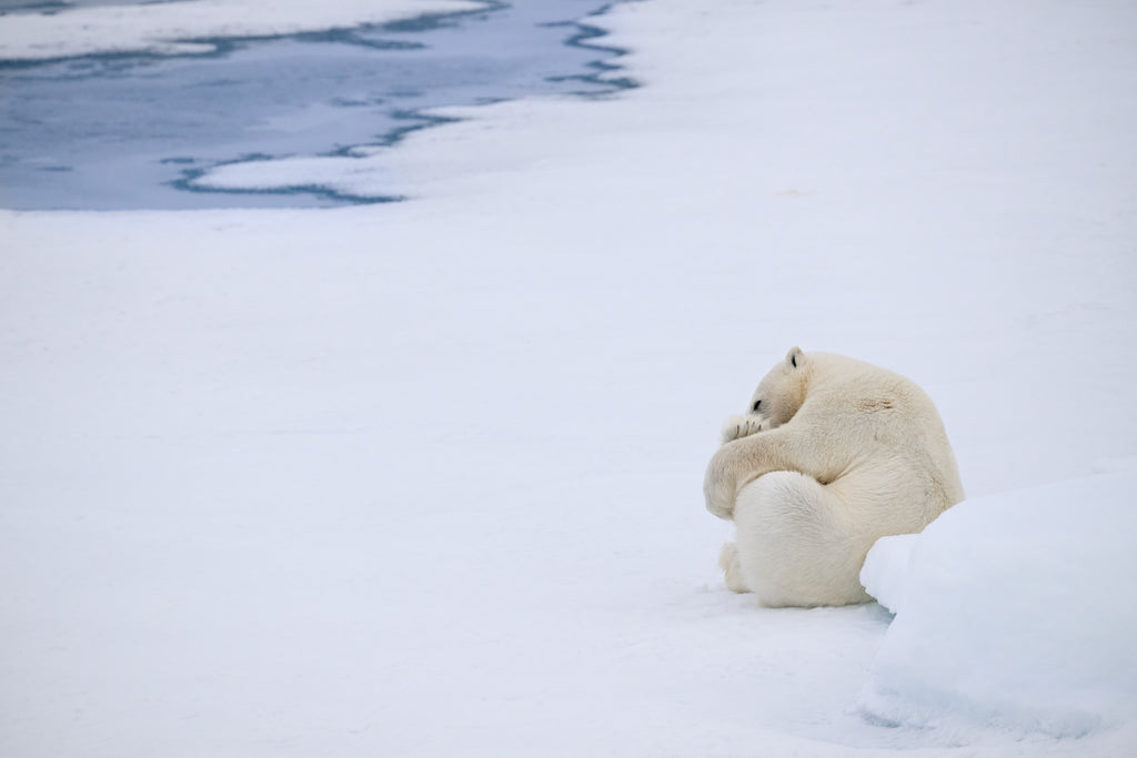 polar bear art print of two polar bears hugging on a snowy landscape with water in the background.