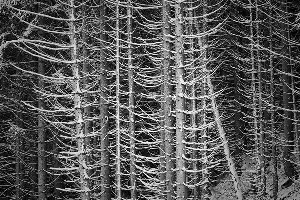black and white pine tree photo. Snow-covered trees in a forest during winter