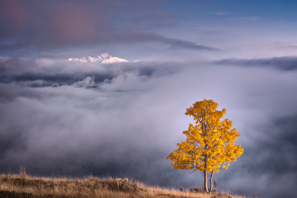 Mont Blanc and tree print. A solitary golden-yellow autumn tree on a grassy ridge overlooks a sea of valley mist with the snow-covered peak of Mont Blanc visible in the distance under a soft pink dusk sky.