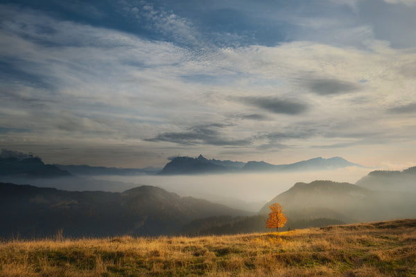 Mountain print with tree. A solitary golden-orange tree glowing in the sunlight on a grassy ridge above a thick layer of valley mist with distant mountain silhouettes and a vast cloudy sky.
