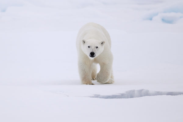 Polar bear art for chalet. A young polar bear stepping forward across a white snowy landscape in Svalbard with a curious and fearless gaze.