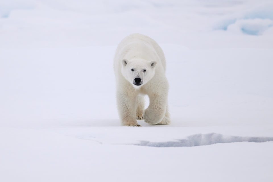 Polar bear art for chalet. A young polar bear stepping forward across a white snowy landscape in Svalbard with a curious and fearless gaze.