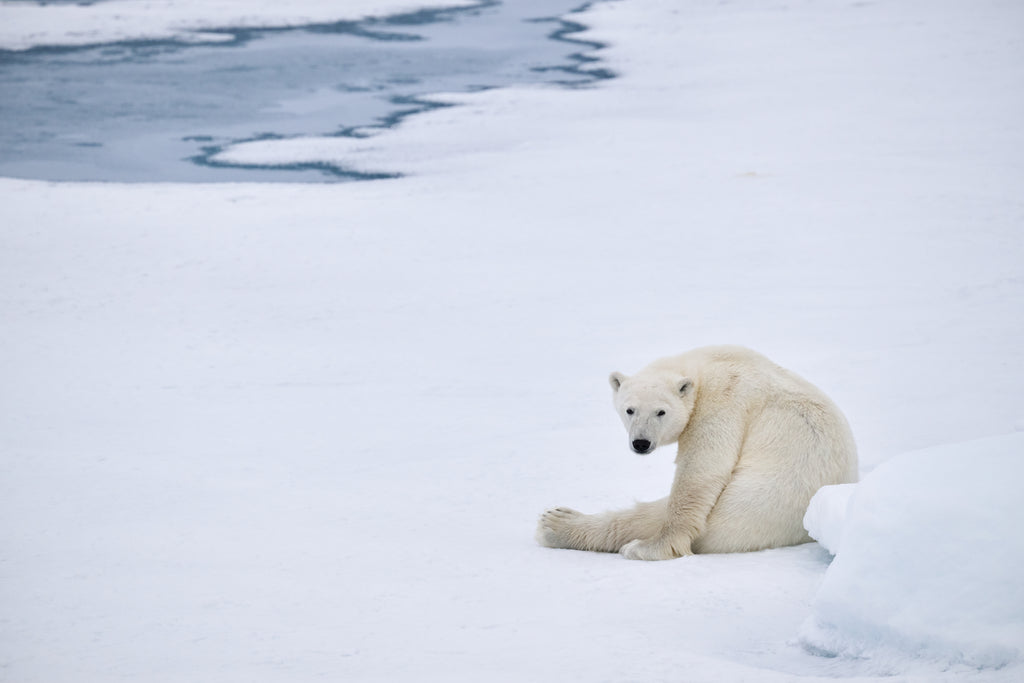 Polar bear photographic print. A young polar bear cub sitting on a snowy Arctic landscape in Svalbard, looking back over its shoulder directly at the camera with icy water in the background.