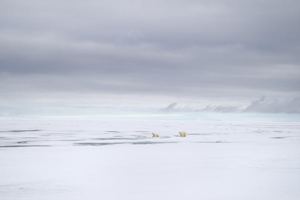 Polar bear photography. A mother polar bear and her cub walking across a vast, silent expanse of white Arctic ice in Svalbard under an overcast sky.
