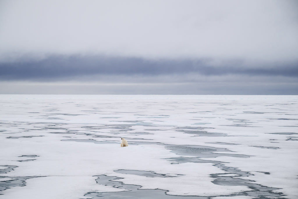 Polar bear print for sale. A lone young polar bear sitting on a vast, fragmented mosaic of melting sea ice in the Arctic wilderness under a cloudy sky.
