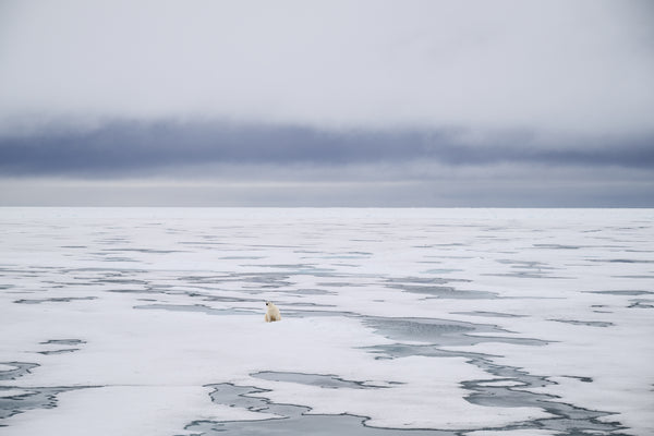Polar bear print for sale. A lone young polar bear sitting on a vast, fragmented mosaic of melting sea ice in the Arctic wilderness under a cloudy sky.