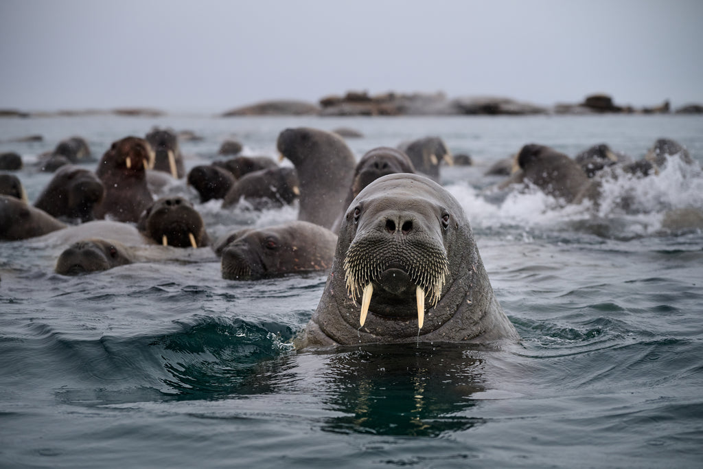 Wildlife photography for chalet. A powerful close-up of a walrus with tusks rising out of the Arctic water and looking directly at the camera, with a group of walruses in the background in Svalbard.